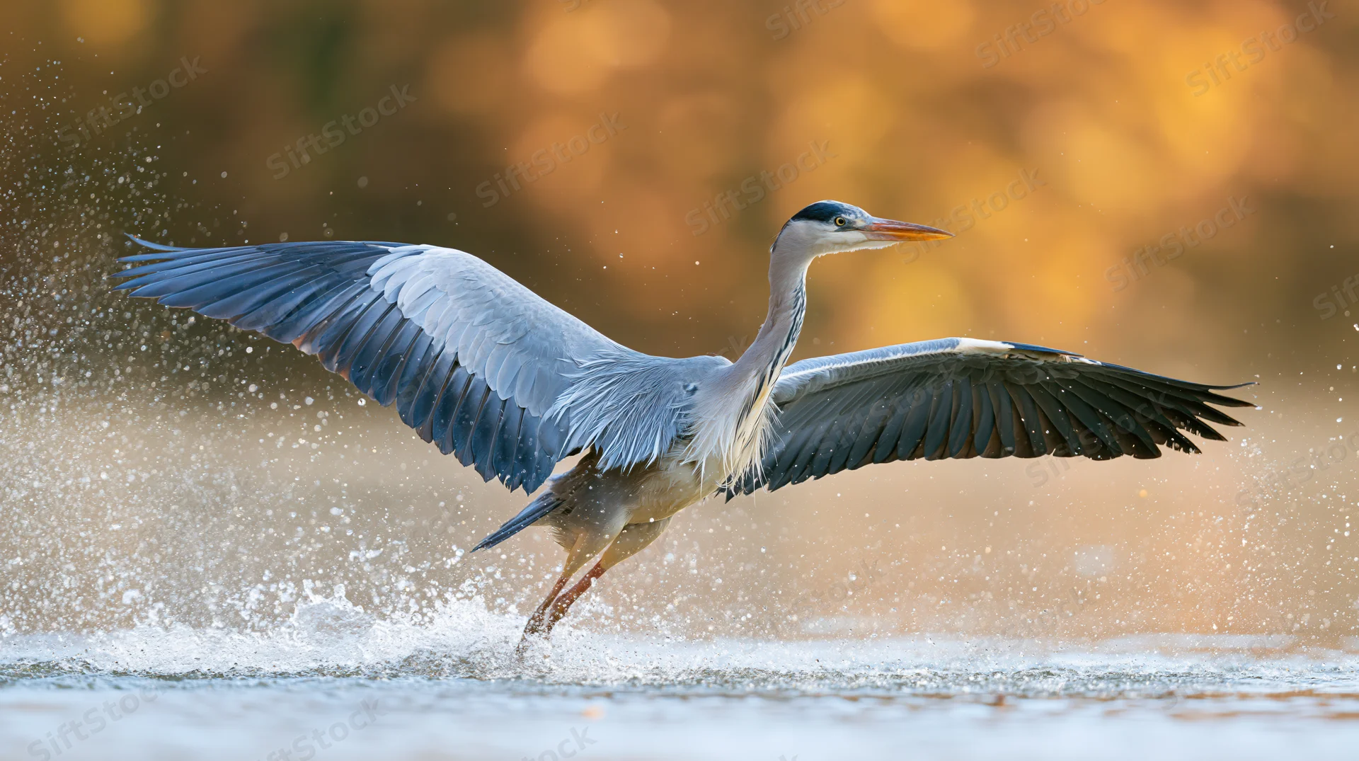 Grey heron taking off from shallow water with wings fully spread, splashing water around it