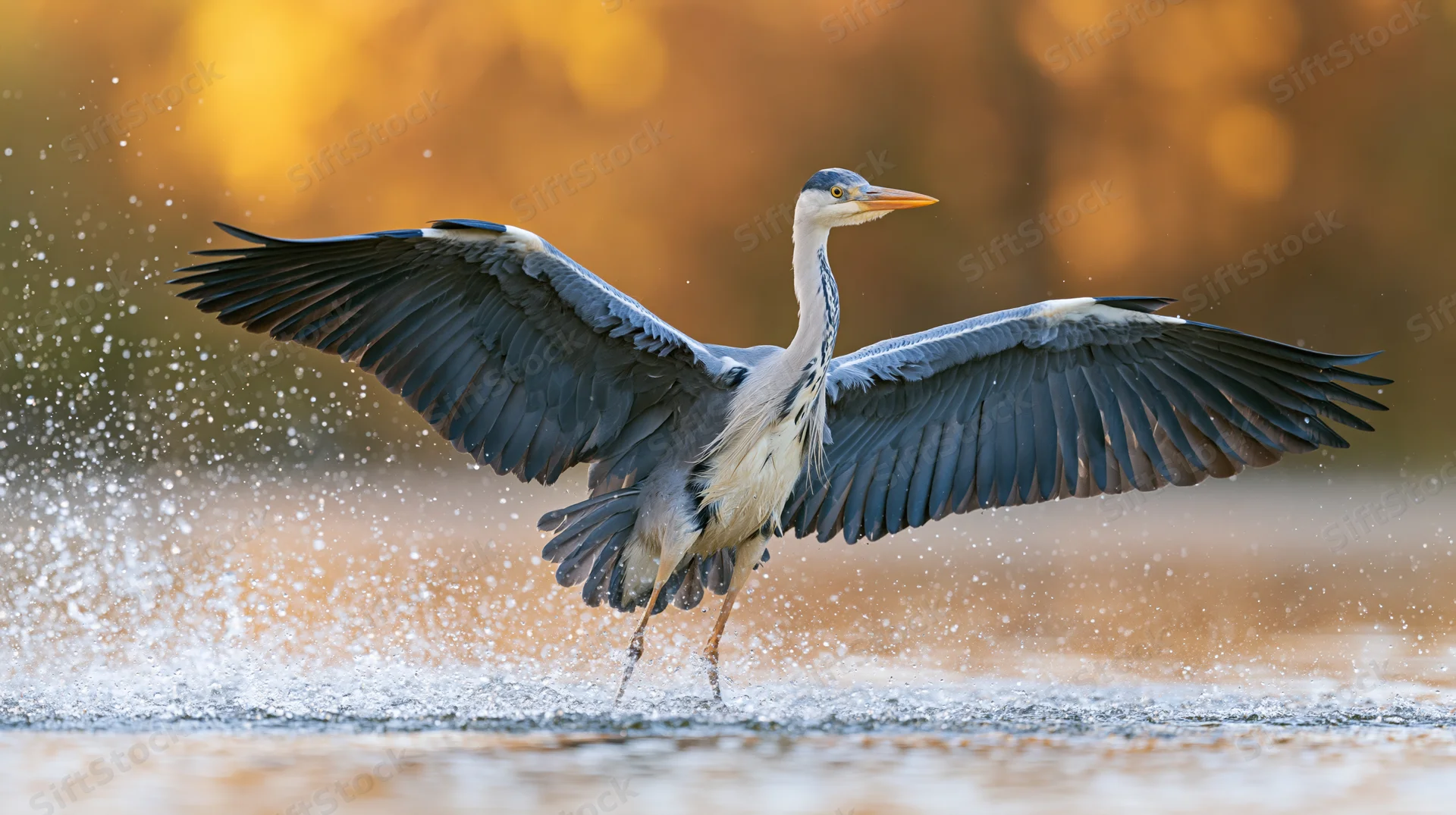Grey heron taking off from shallow water with wings spread and water splashing around it