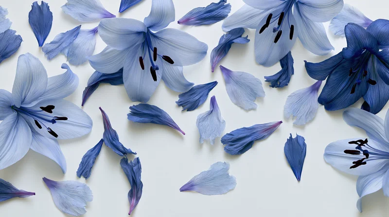 Blue lily flowers and scattered petals arranged flat on white background