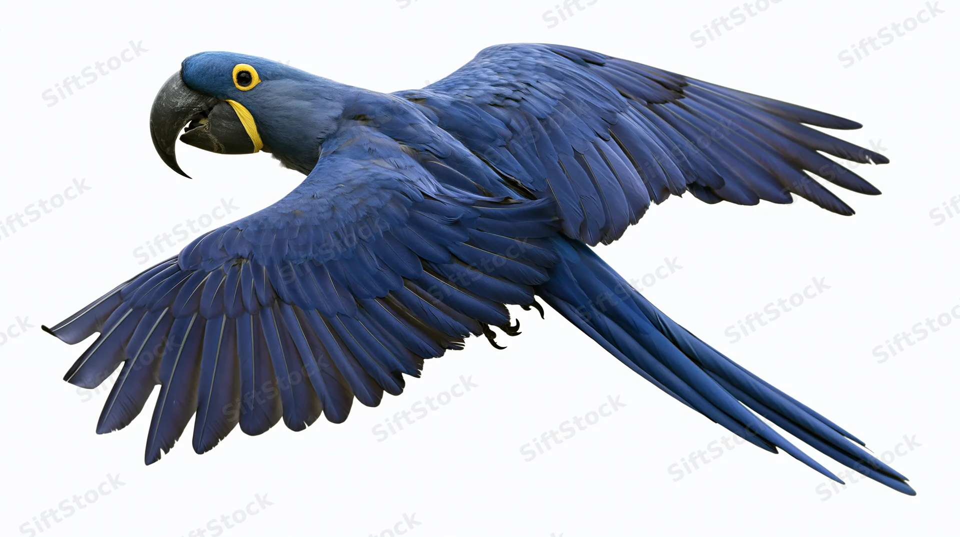 Hyacinth macaw in mid-flight with wings fully spread isolated on white background