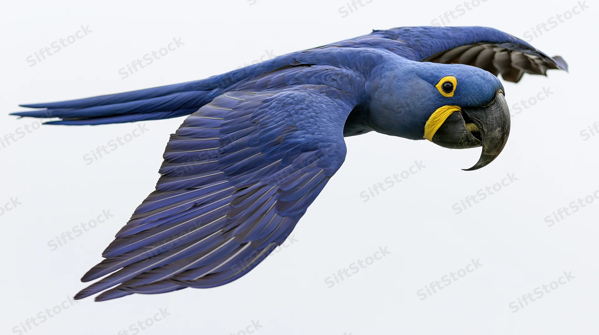 Hyacinth macaw in mid-flight with wings fully spread isolated on white background