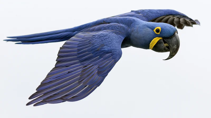 Hyacinth macaw in mid-flight with wings fully spread isolated on white background