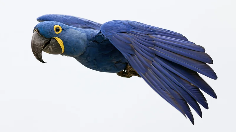 Hyacinth macaw in mid-flight with wings fully spread isolated on white background