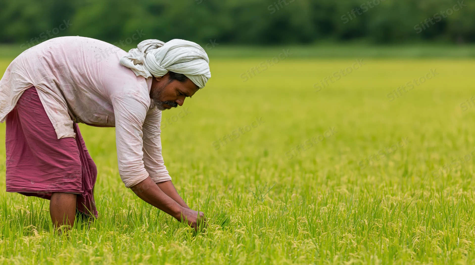 Indian male farmer tending young rice seedlings in a green field