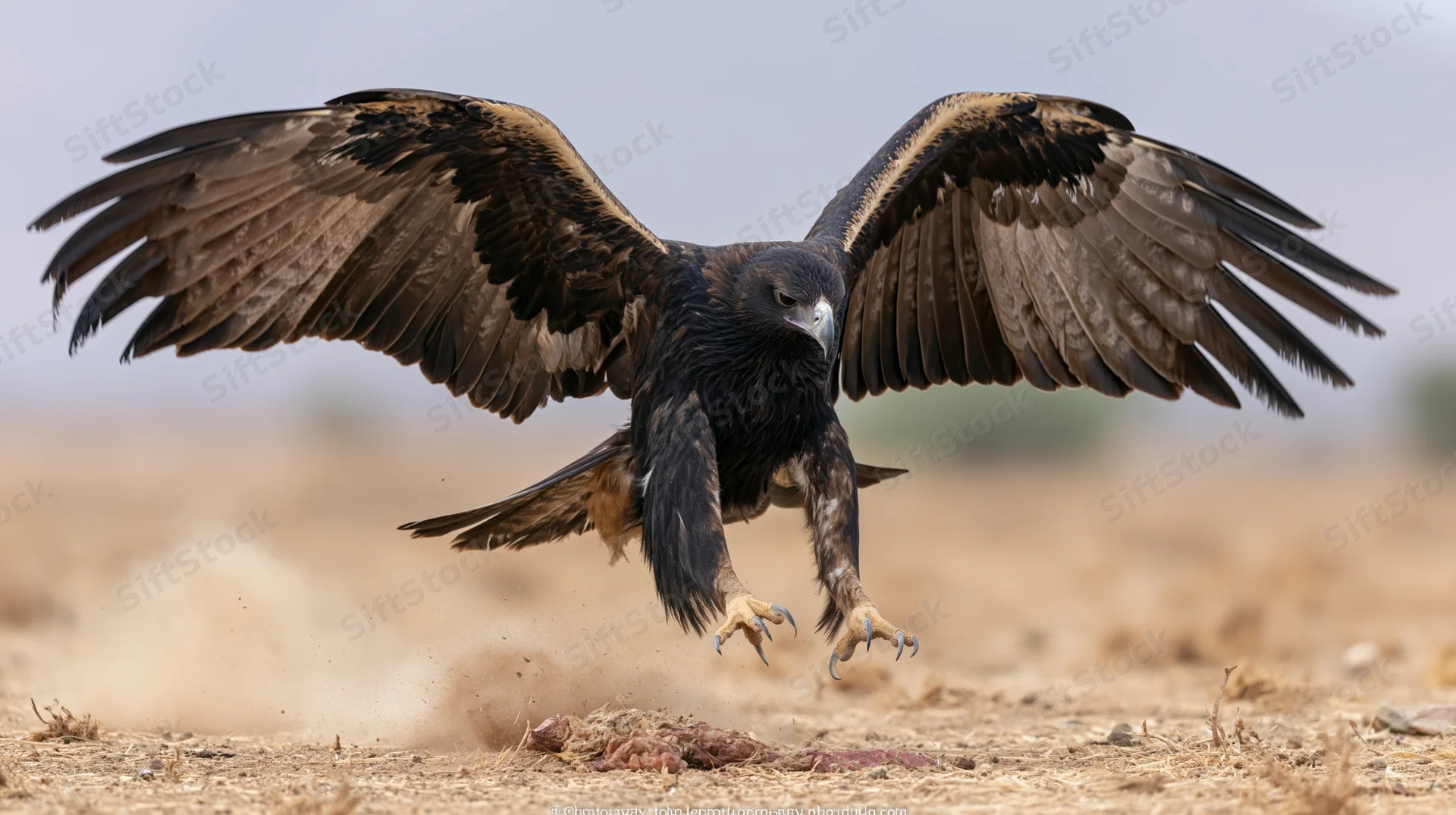 Eagle landing with wings spread on arid ground near prey