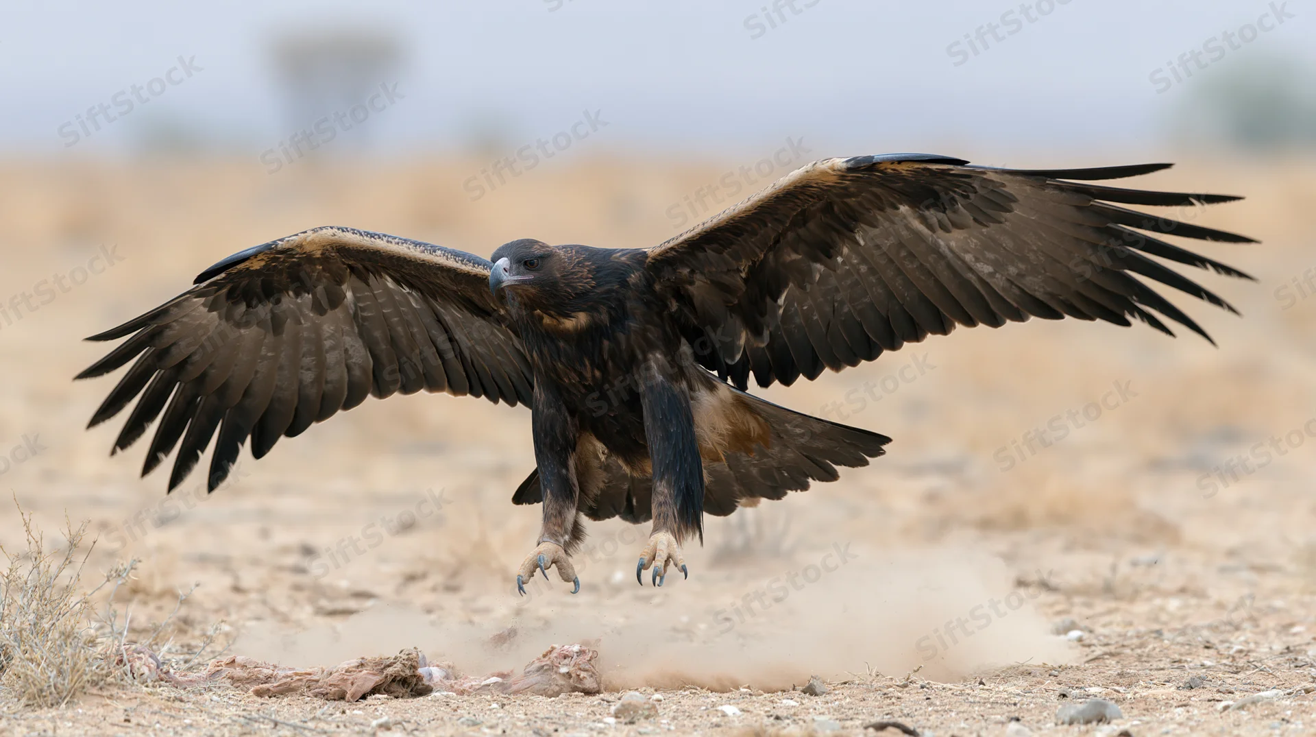 Eagle landing with wings fully spread on arid scrubland ground