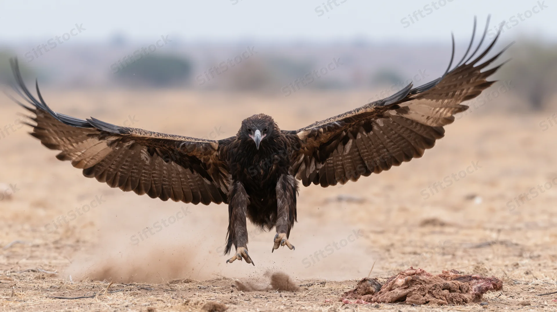 Eagle landing with wings spread on arid scrubland ground