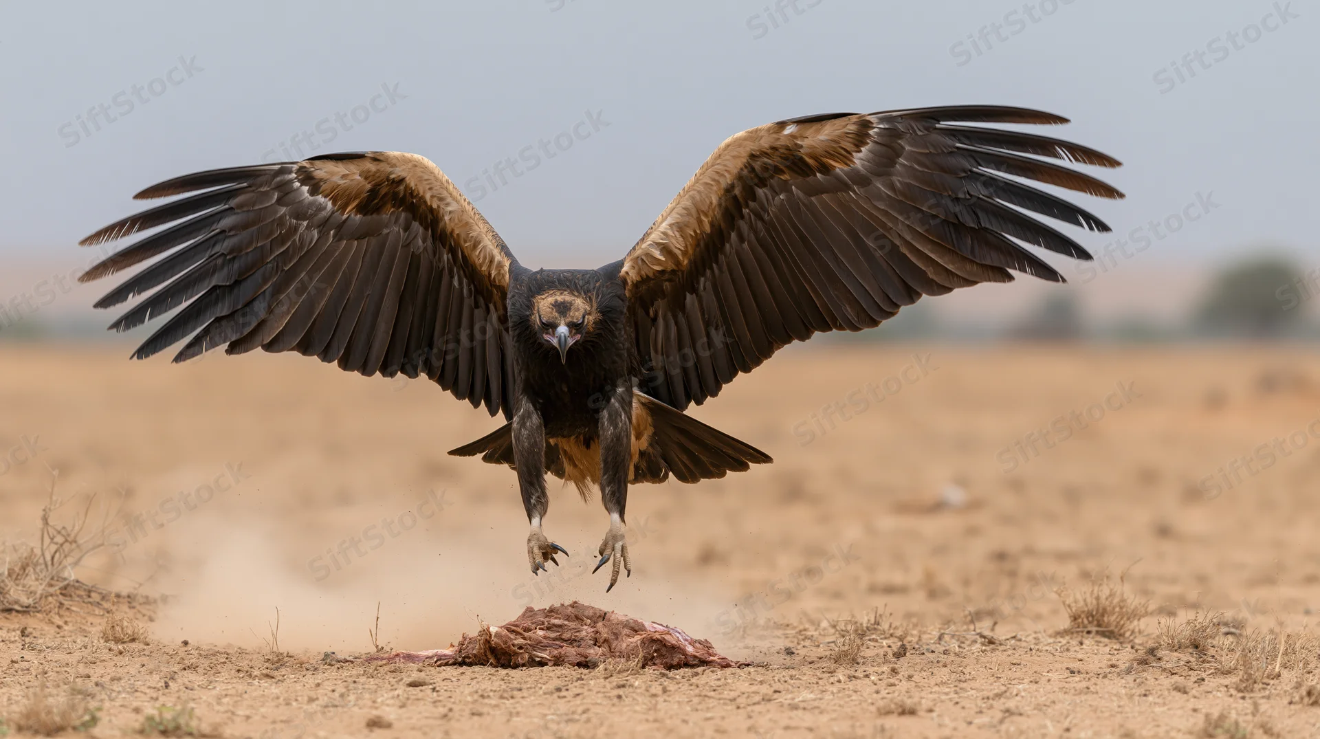 Vulture landing with wings spread on arid scrubland near a carcass