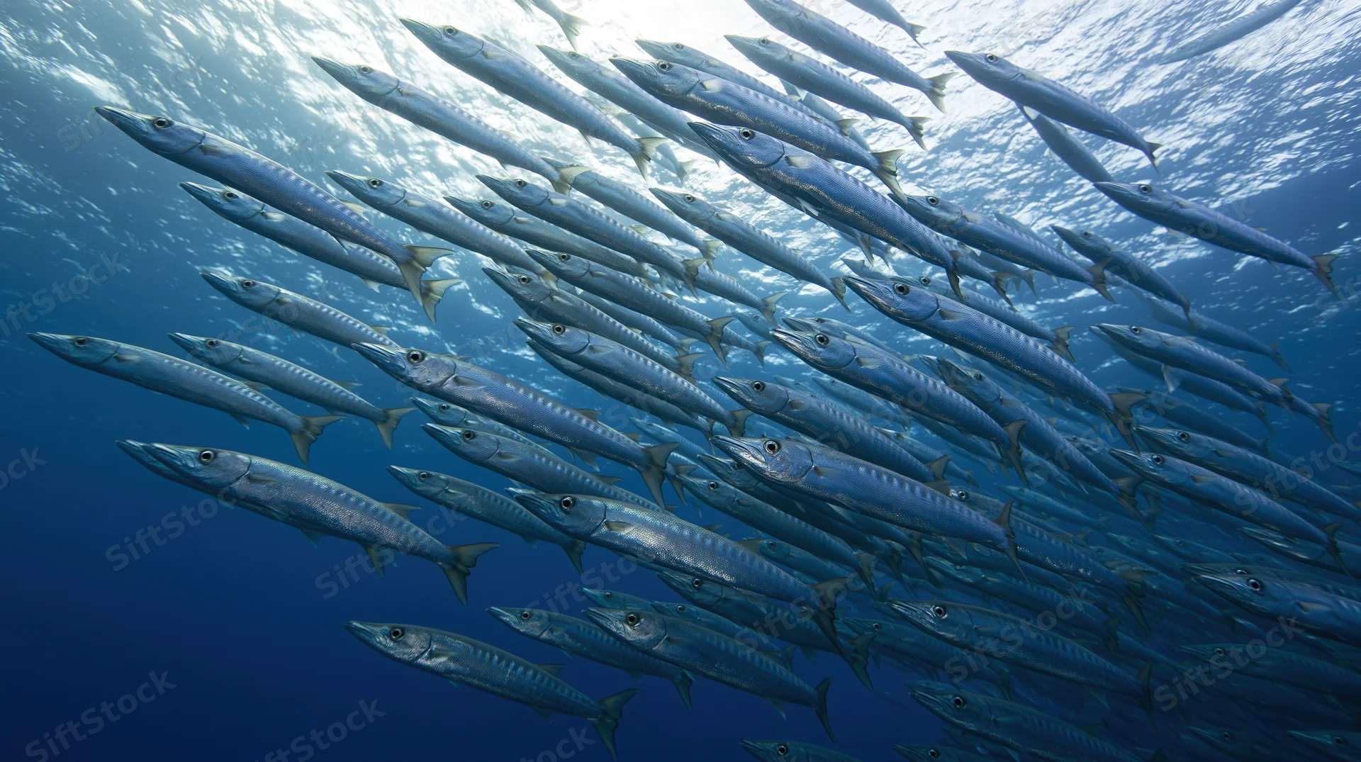 Large school of barracuda swimming in formation underwater near ocean surface
