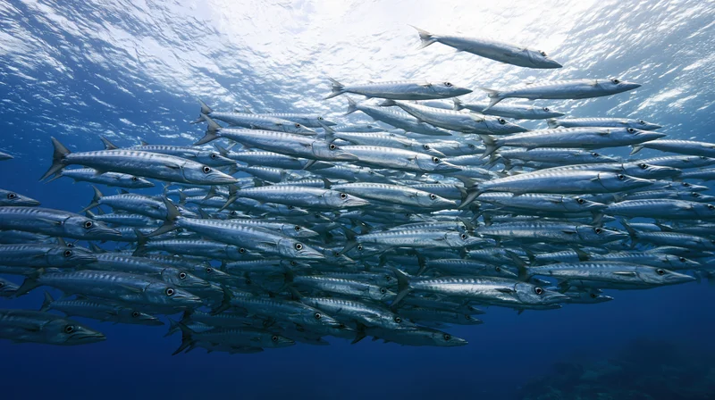 Large school of barracuda swimming in synchronized formation underwater near ocean surface
