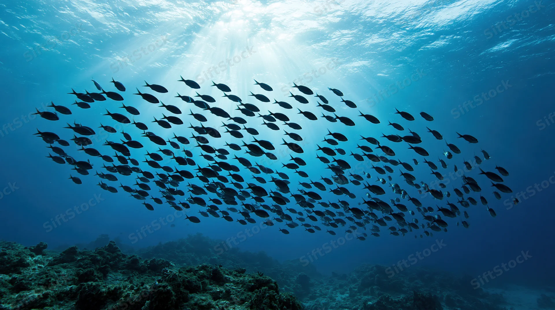 Large school of silhouetted fish swimming upward toward sunlight in deep ocean above coral reef