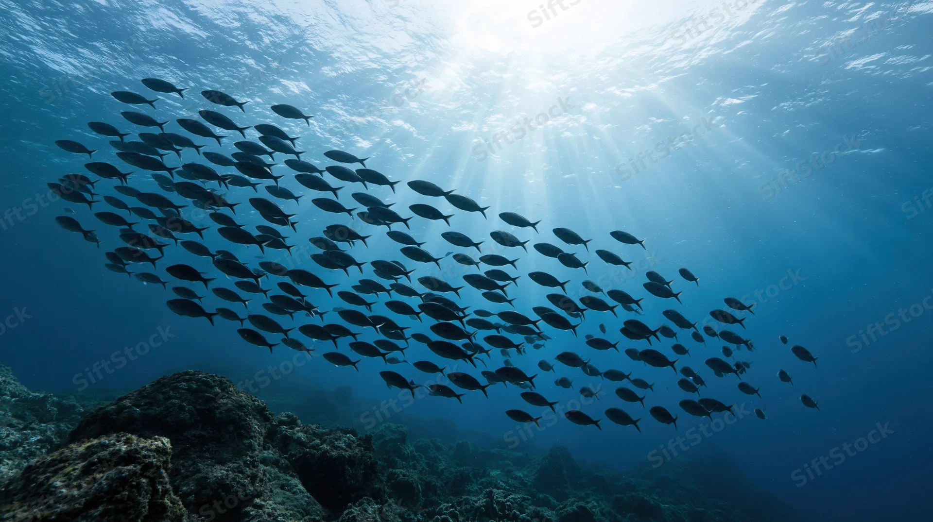 Large school of fish swimming upward toward sunlight in deep ocean near coral reef