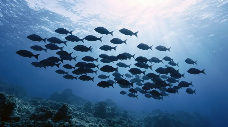 Large school of dark silhouetted fish swimming upward toward sunlit surface over coral reef