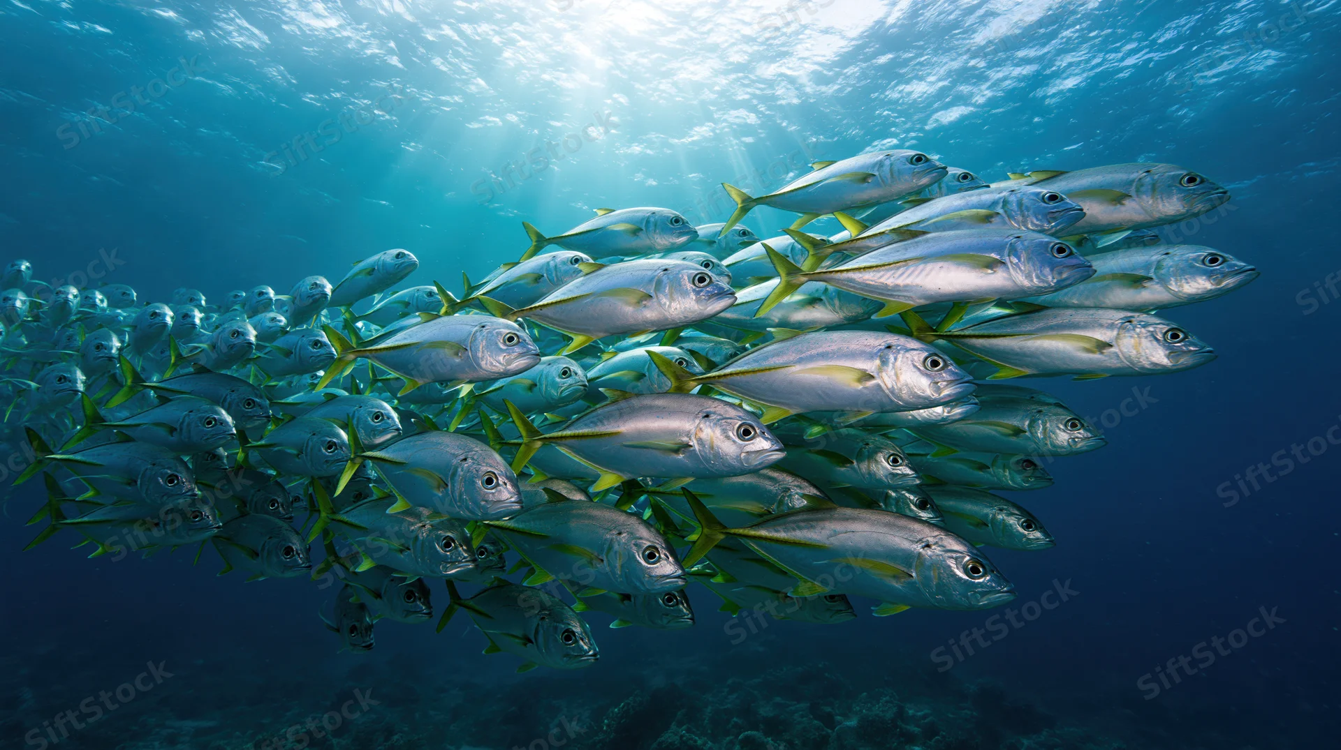Large school of silver-green jack fish swimming in loose formation underwater in the ocean