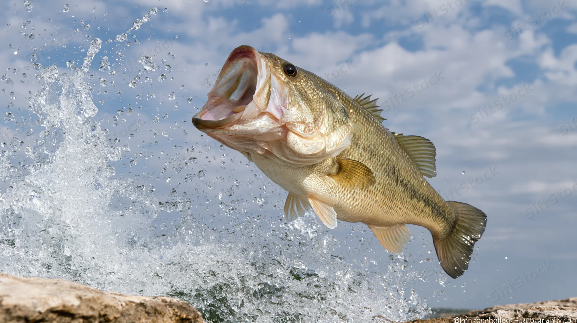 Largemouth bass leaping out of lake water with mouth open wide, creating splash against sky and rocks