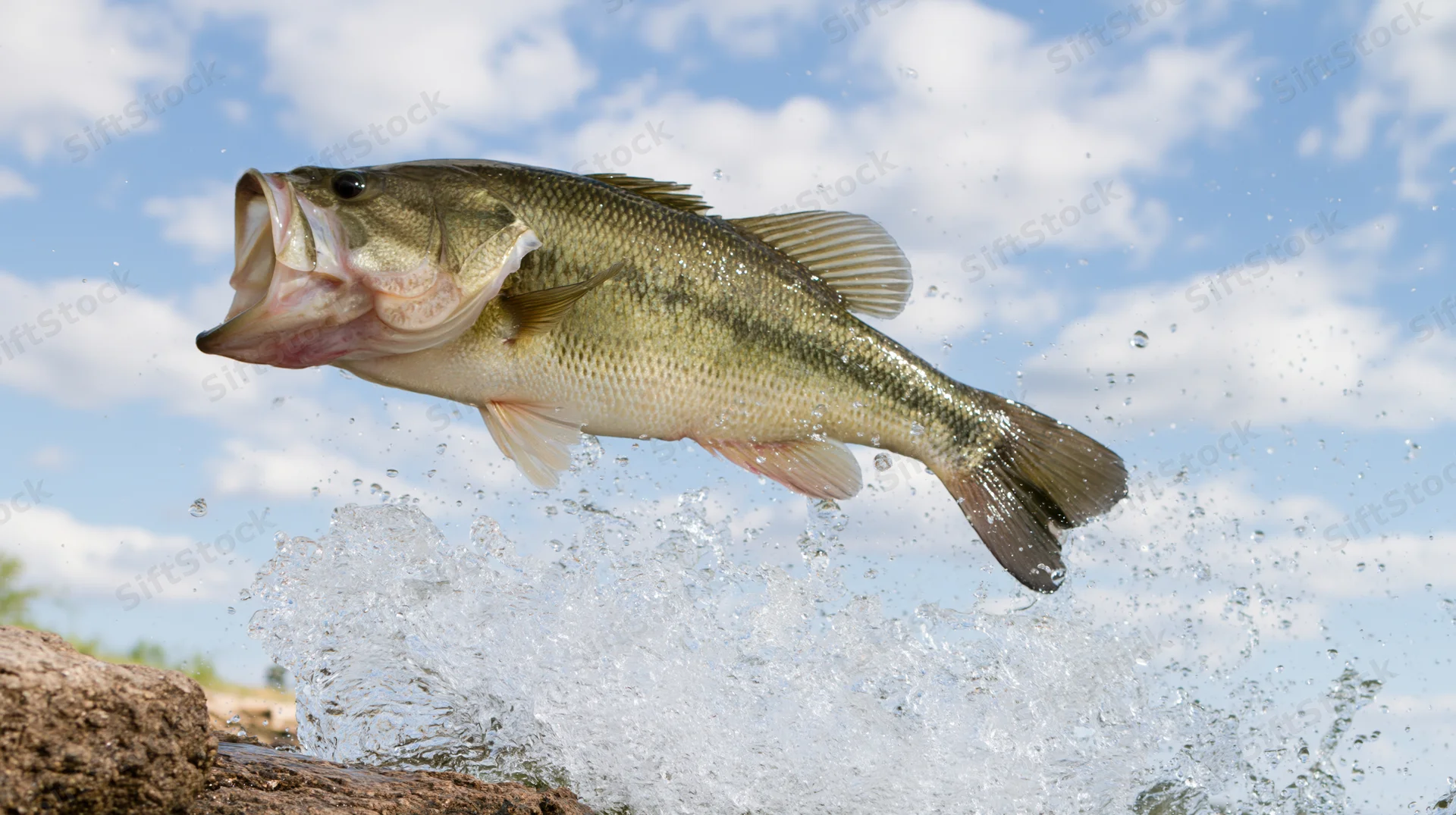 Largemouth bass leaping out of lake water with mouth open wide