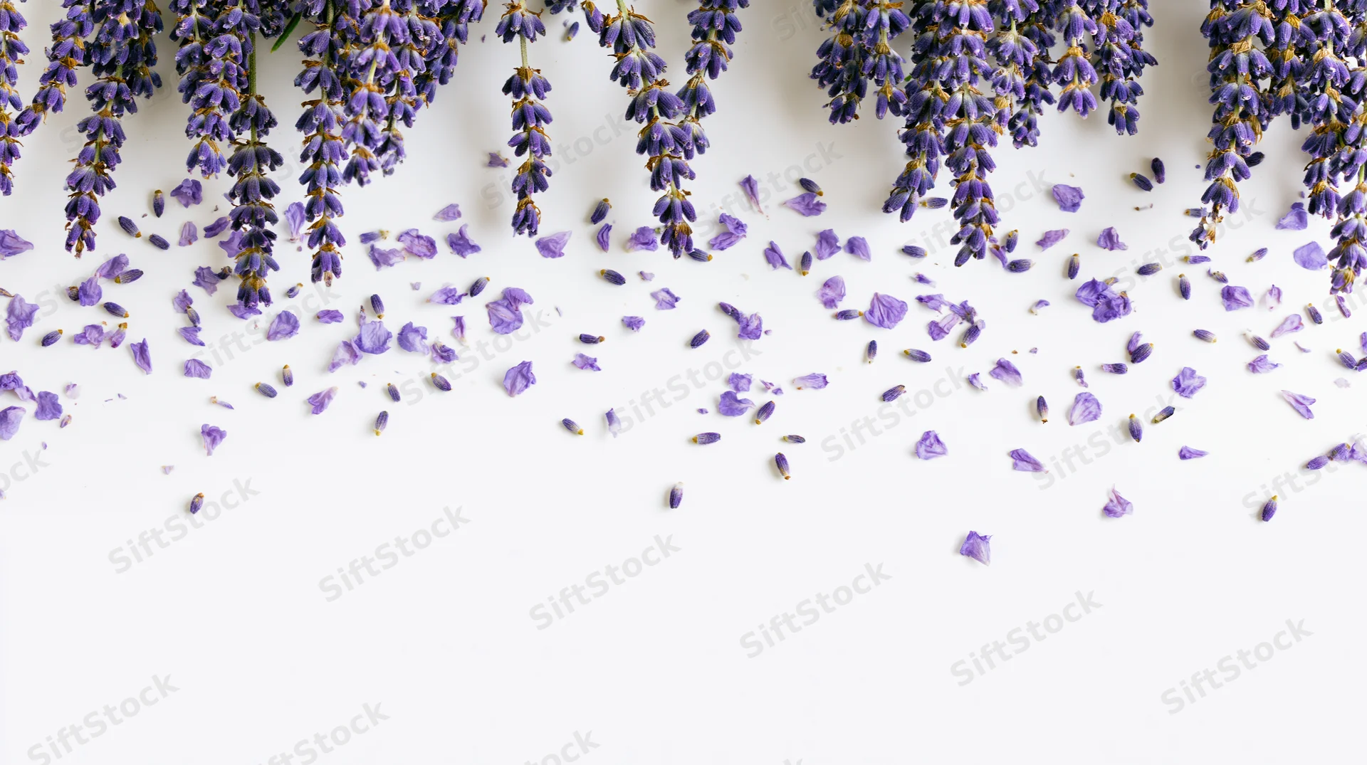 Lavender sprigs hanging from top edge with scattered petals on white surface