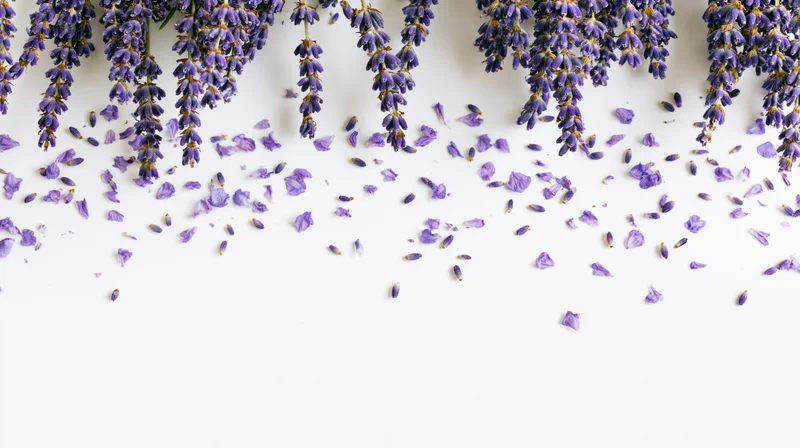 Lavender sprigs hanging from top edge with scattered petals on white surface