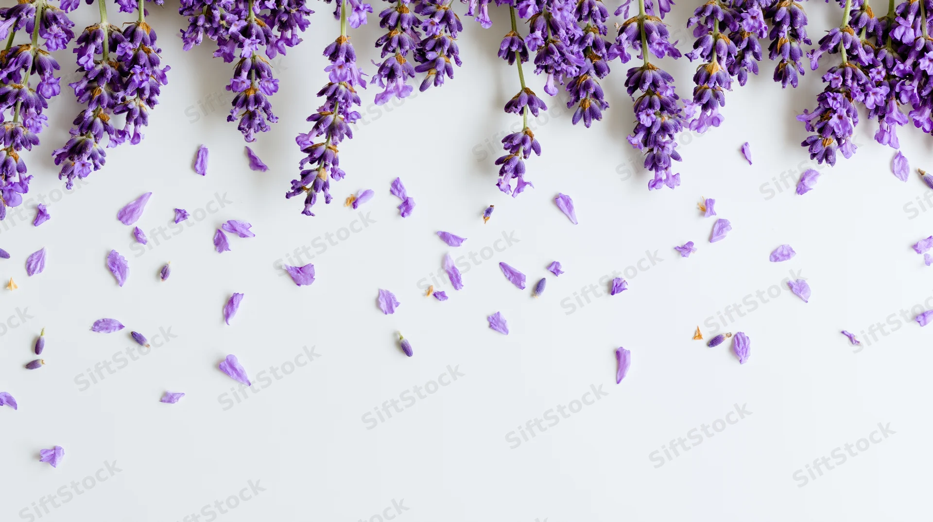 Lavender sprigs and scattered petals arranged along the top edge on a white surface