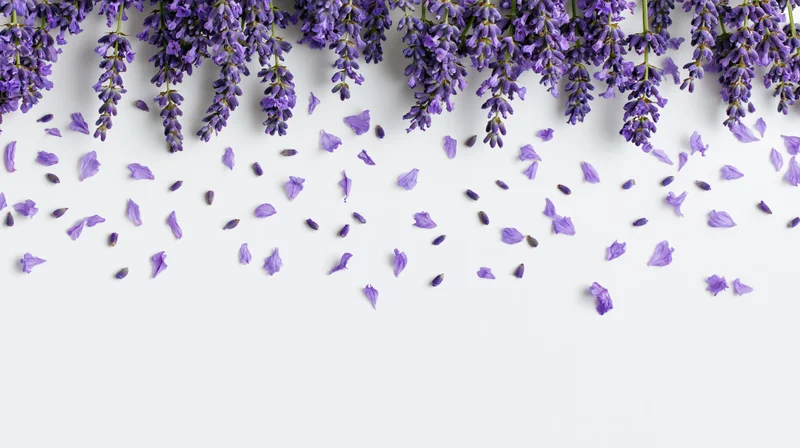 Lavender sprigs hanging from top edge with scattered petals on white surface
