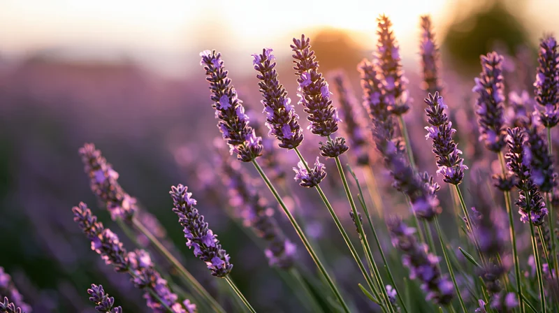 Lavender stalks in full bloom in a field at sunset