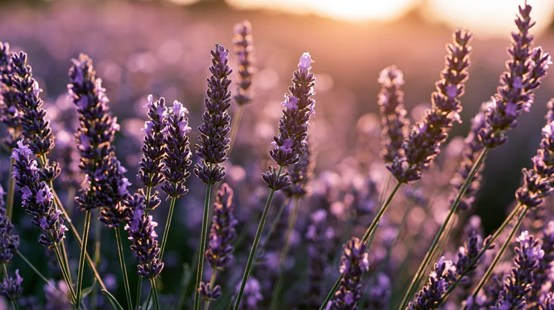 Lavender stalks in full bloom filling the foreground of a field at golden hour