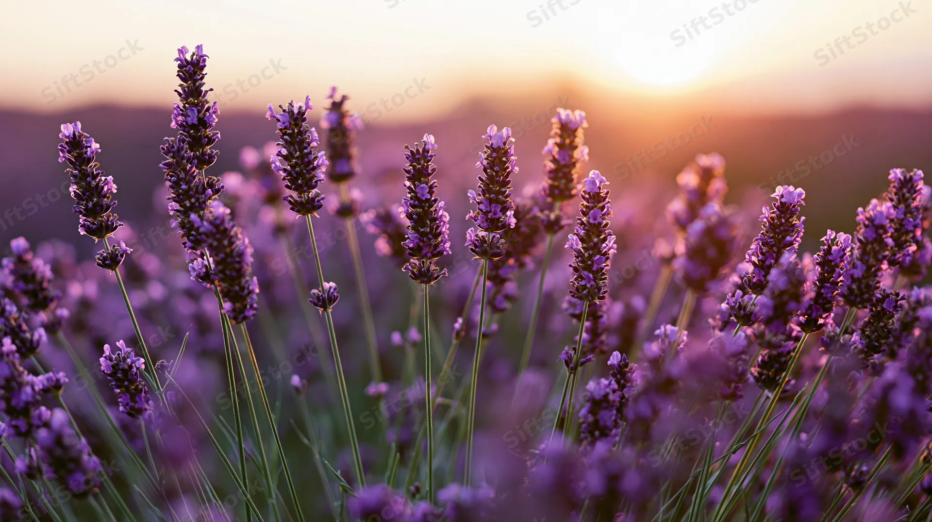 Lavender stalks in full bloom filling the foreground of a field at sunset