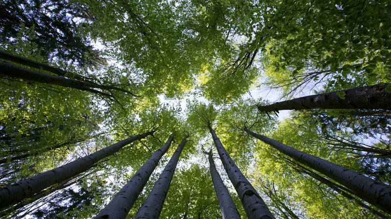 Upward view of tall aspen trees reaching into the forest canopy with green leaves and blue sky visible through the branches