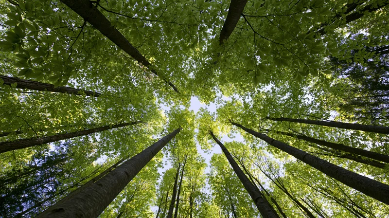 Upward view through tall deciduous trees in a dense forest canopy
