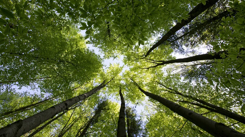 Upward view of tall deciduous trees forming a green canopy in a forest