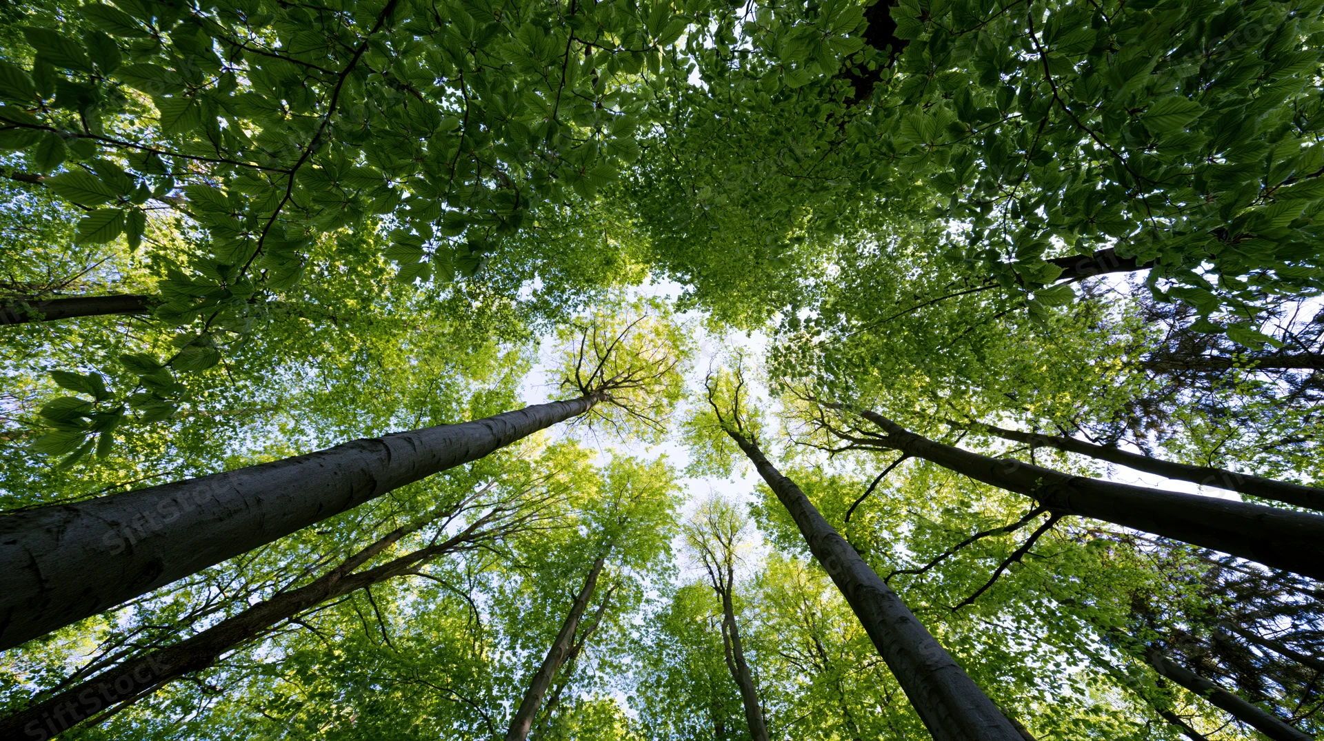 Upward view of tall deciduous trees forming a green canopy over forest floor