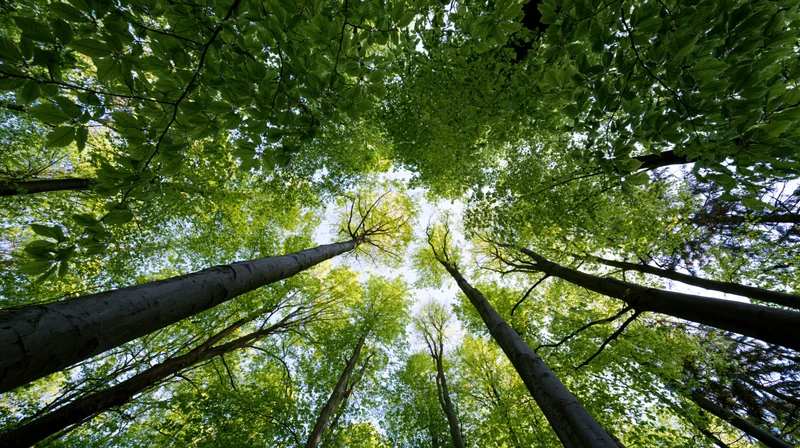 Upward view of tall deciduous trees forming a green canopy over forest floor