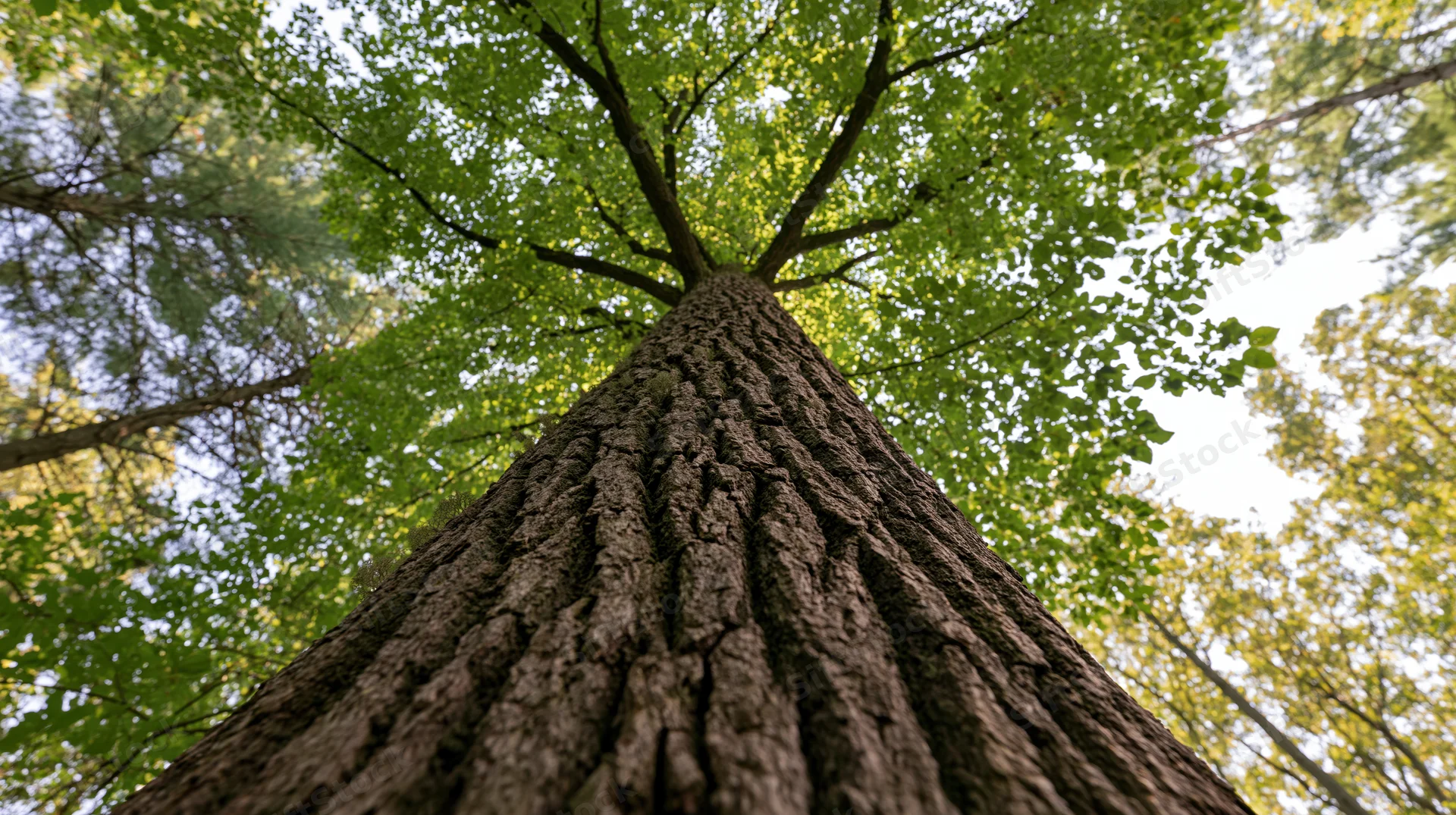 Upward view of a tall hardwood tree trunk leading to its leafy canopy in a forest