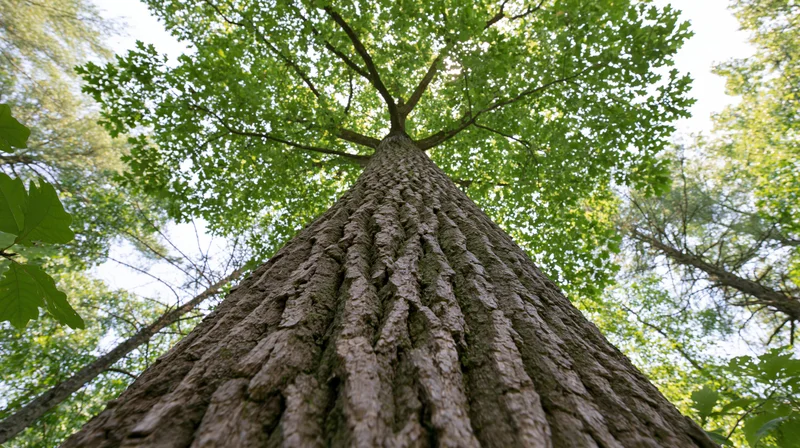 Low-angle view of a tall hardwood tree trunk reaching up through the forest canopy