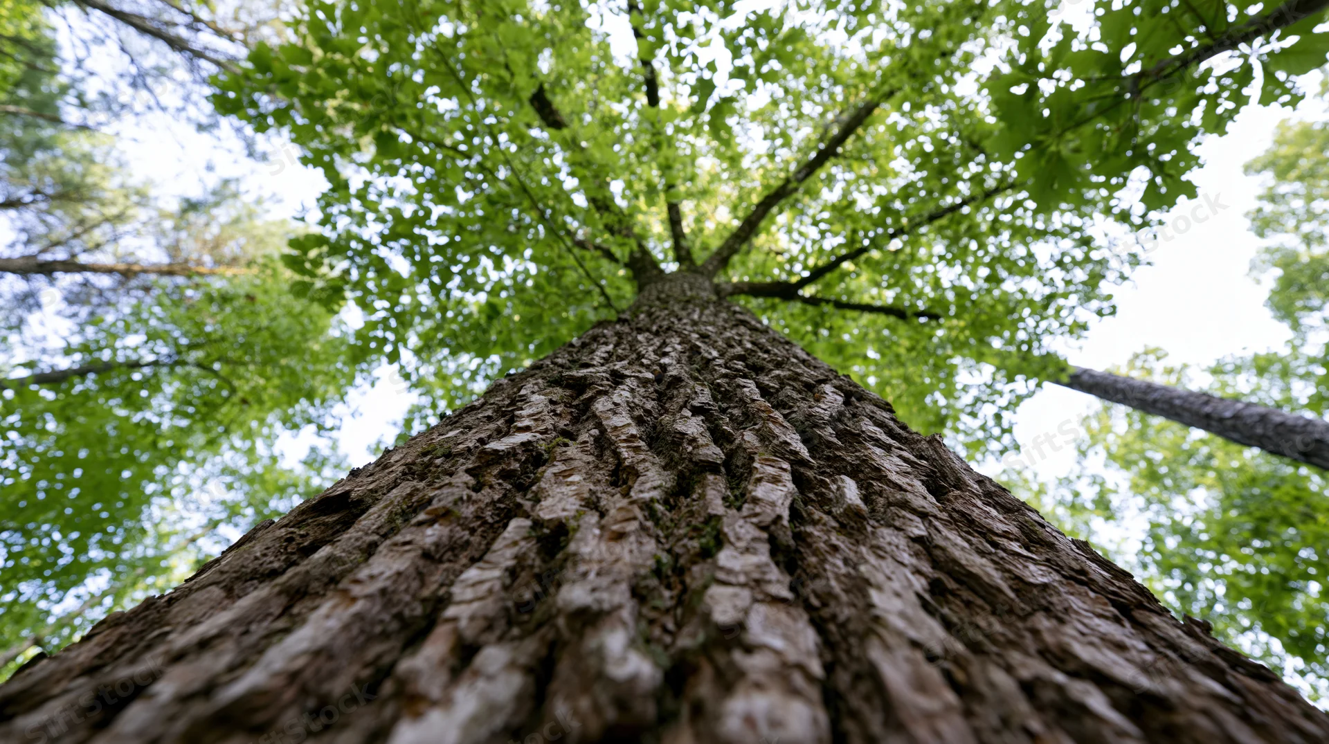 Low-angle view looking up the trunk of a tall hardwood tree into its leafy canopy in a forest