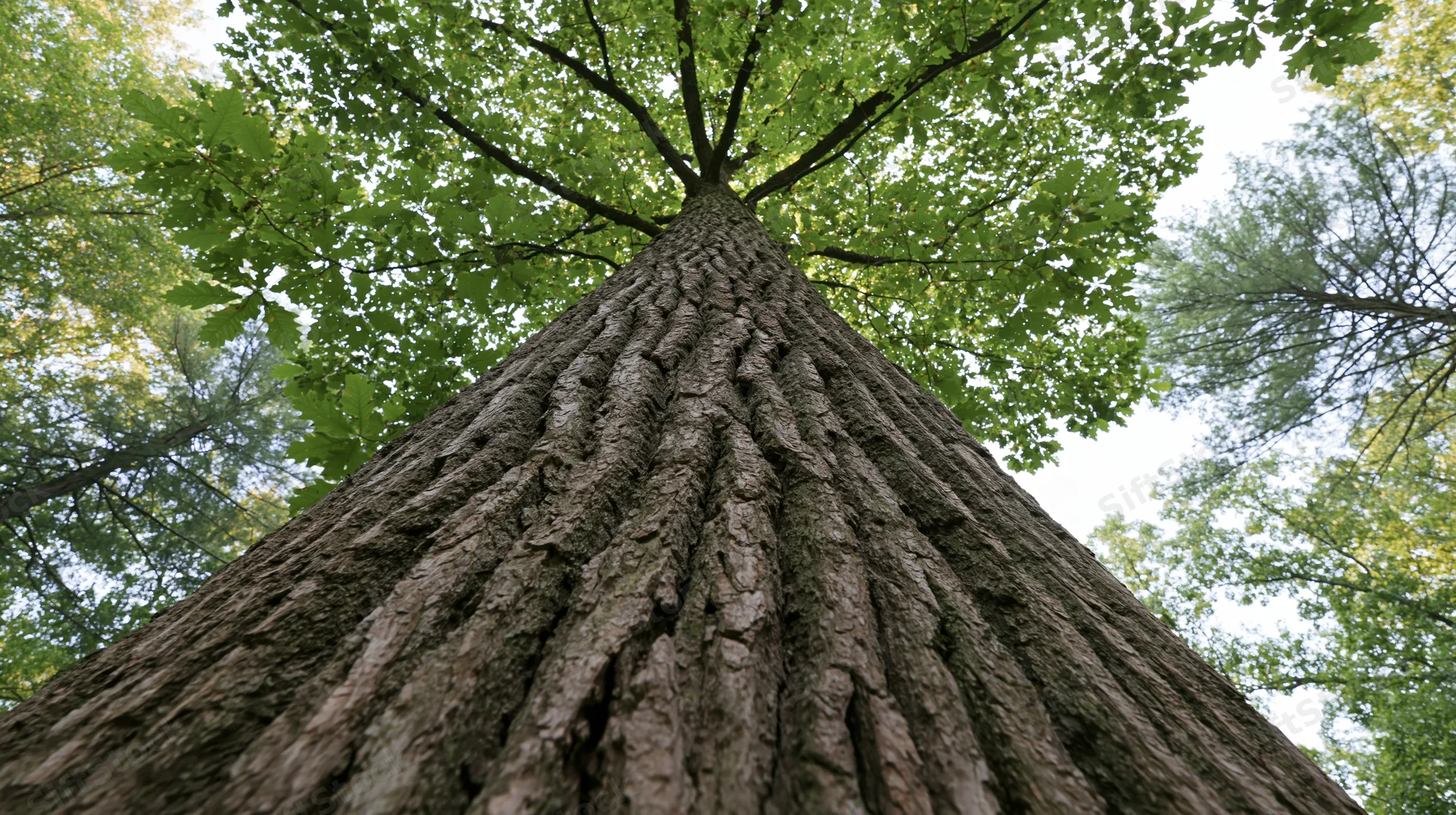 Low angle view up a tall hardwood tree trunk through its leafy canopy in a forest