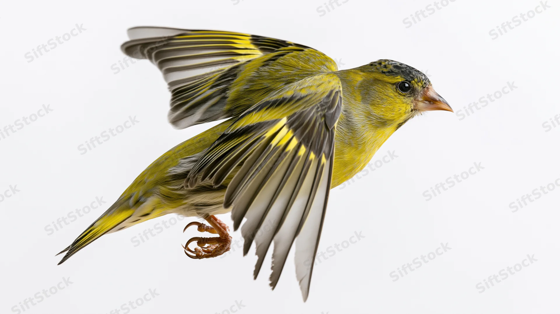 Male eurasian siskin in midflight with wings spread downward against white background