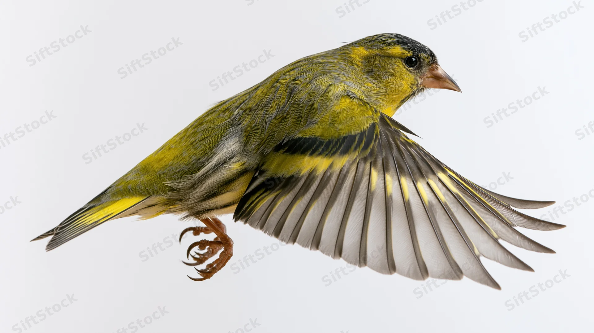 Male eurasian siskin in mid-flight with wings spread downward against white background