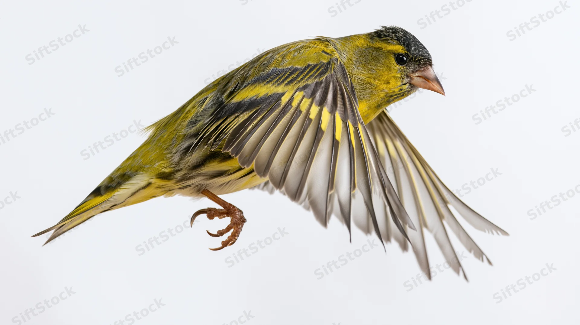 Male eurasian siskin in mid-flight with wings spread against white background