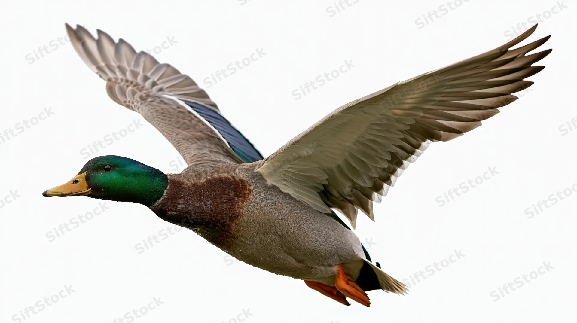 Male mallard duck in mid-flight with wings fully extended against white background