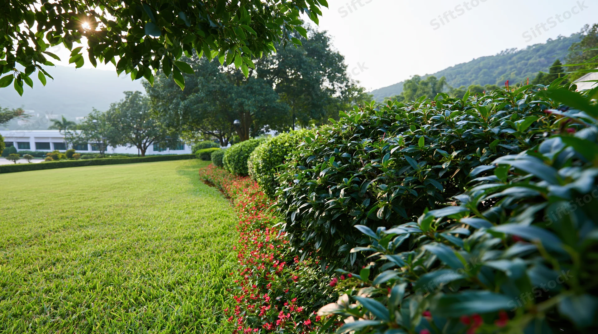 Manicured garden with sweeping green lawn and trimmed hedges under sunlight