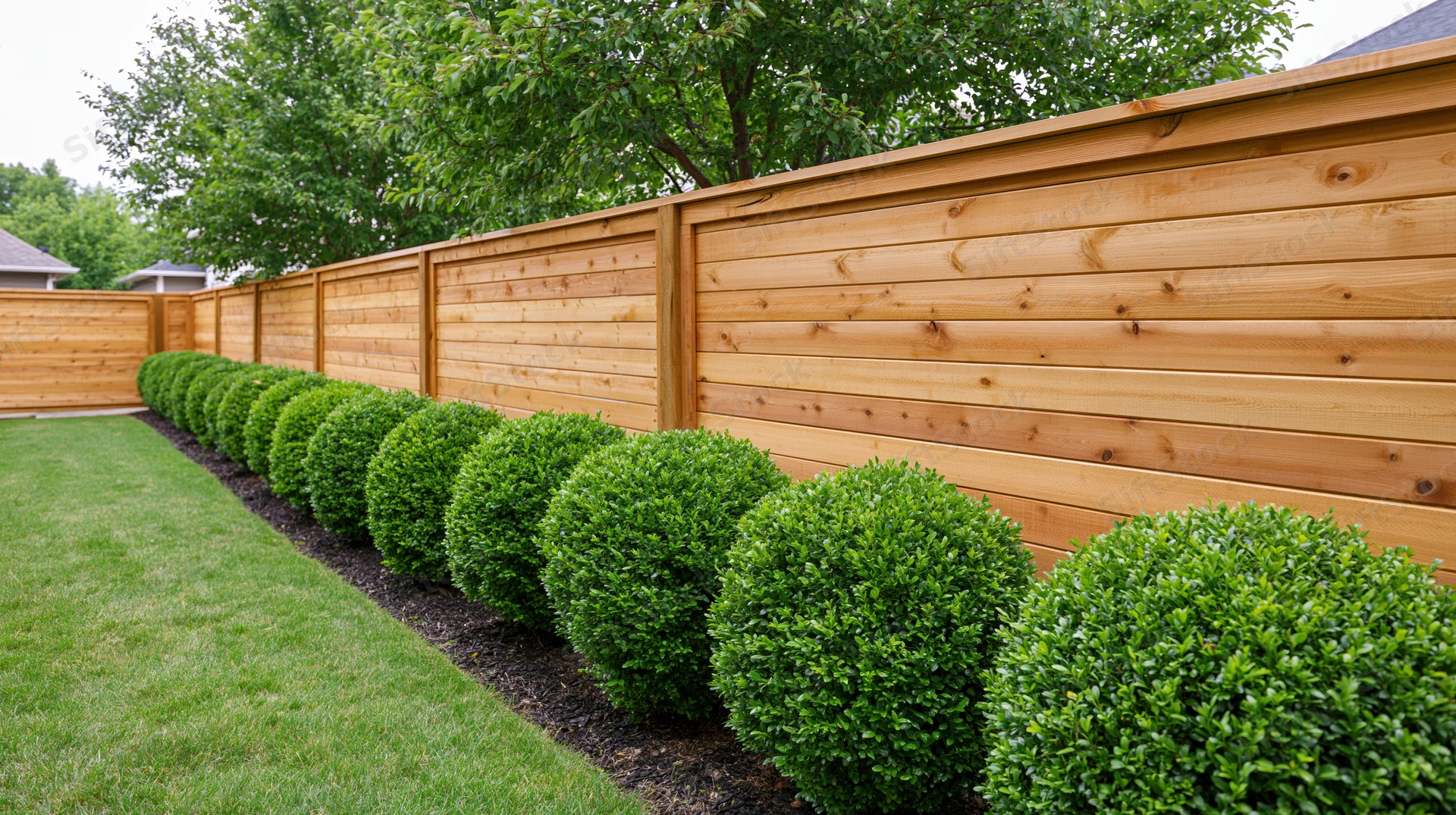 Long horizontal cedar fence with row of manicured boxwood shrubs along suburban backyard lawn