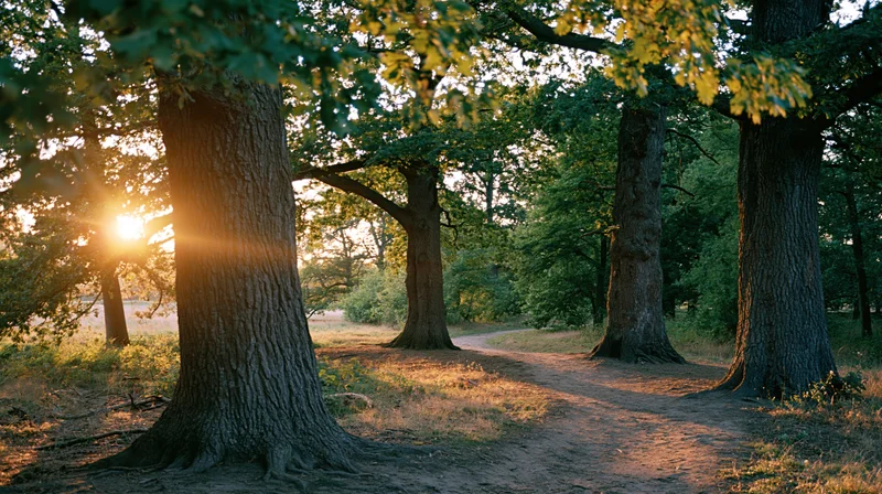 Mature oak trees lining a dirt path in an open woodland park at sunset