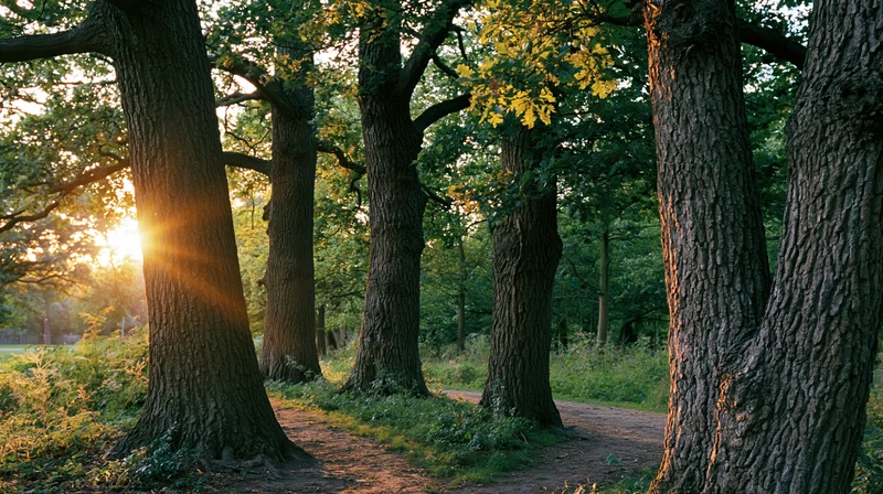 Mature oak trees lining a dirt path in an open woodland park at sunset