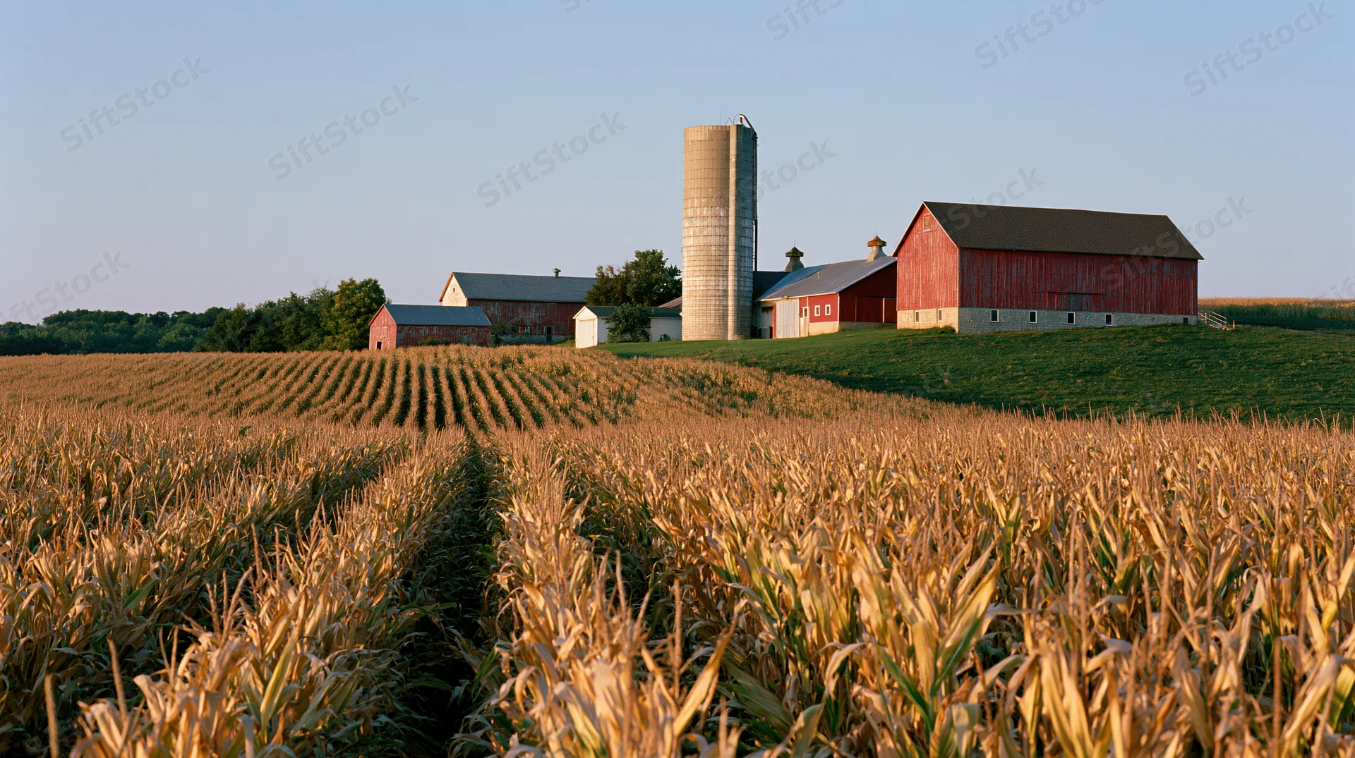 Mature cornfield stretching toward a red barn and silo on a midwestern farm at sunset