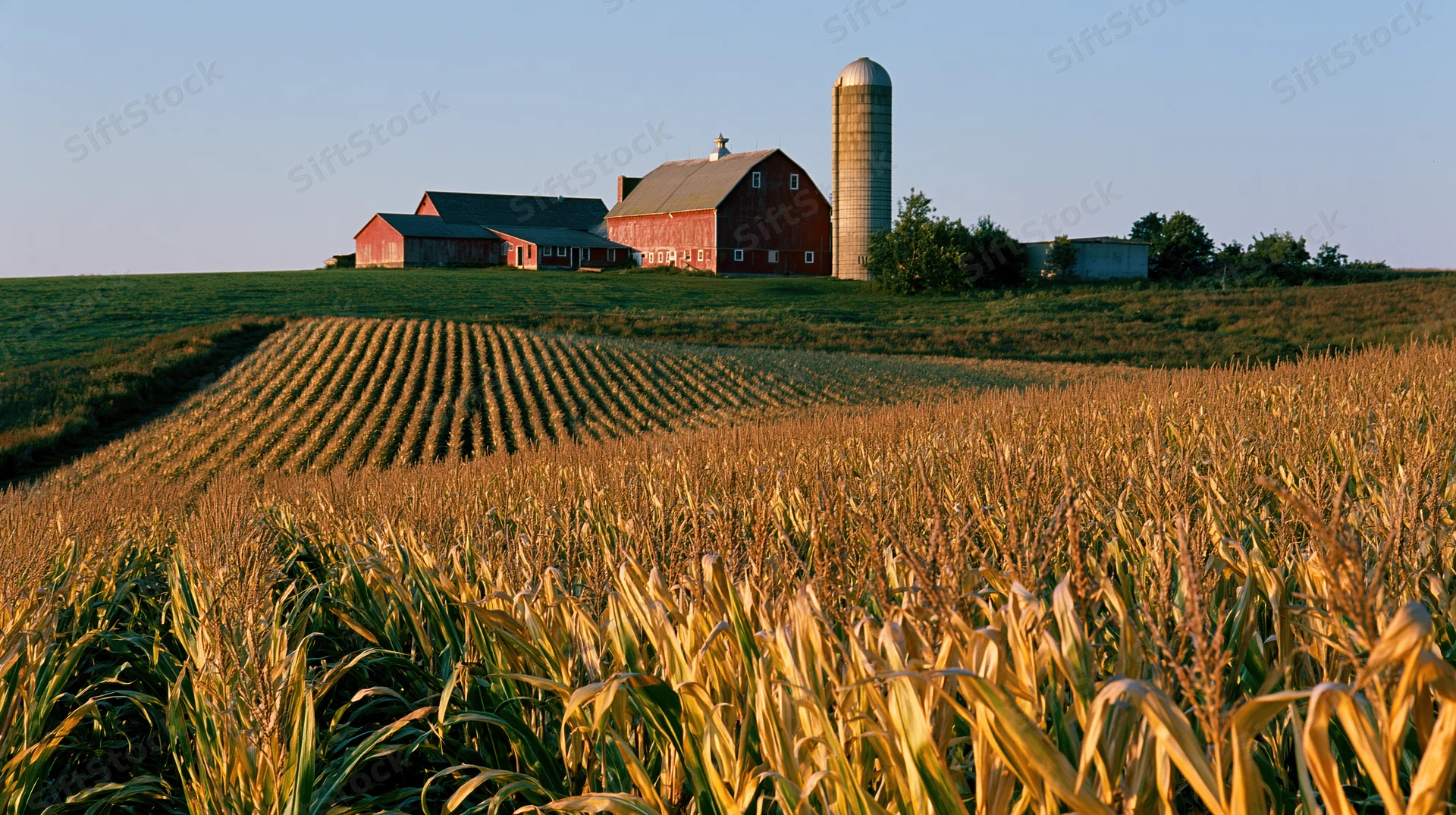 Mature cornfield stretching toward a red barn and silo on a midwestern farm at sunset