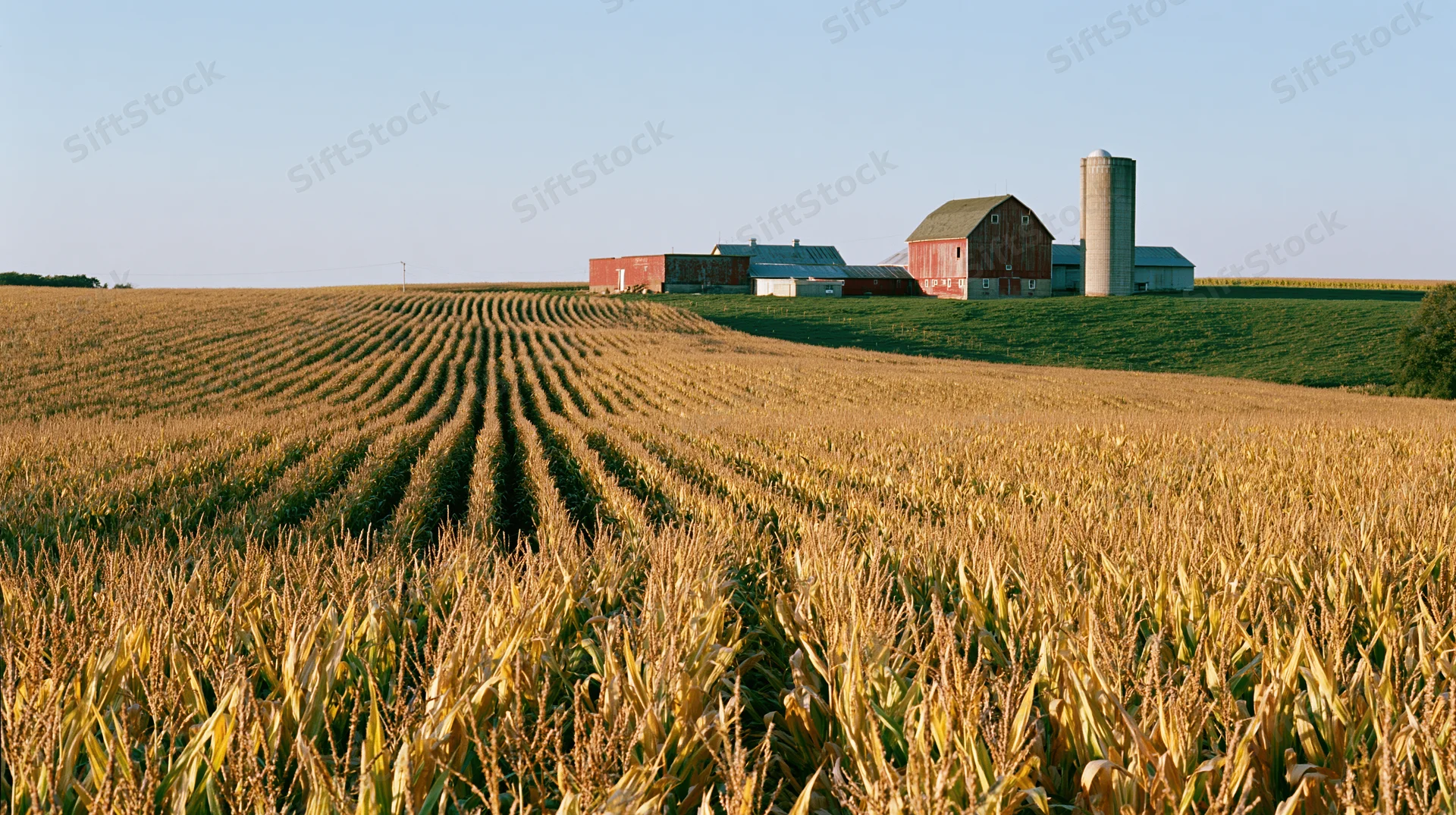 Mature cornfield stretching toward a red barn and silo on a midwestern farm