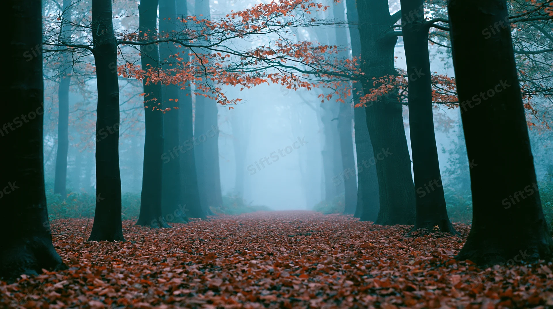 Misty autumn forest path lined with tall dark trees and covered in fallen leaves