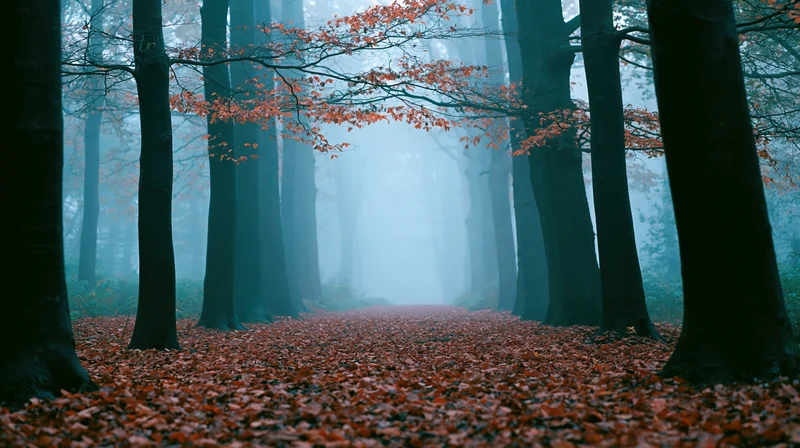 Misty autumn forest path lined with tall dark trees and covered in fallen leaves