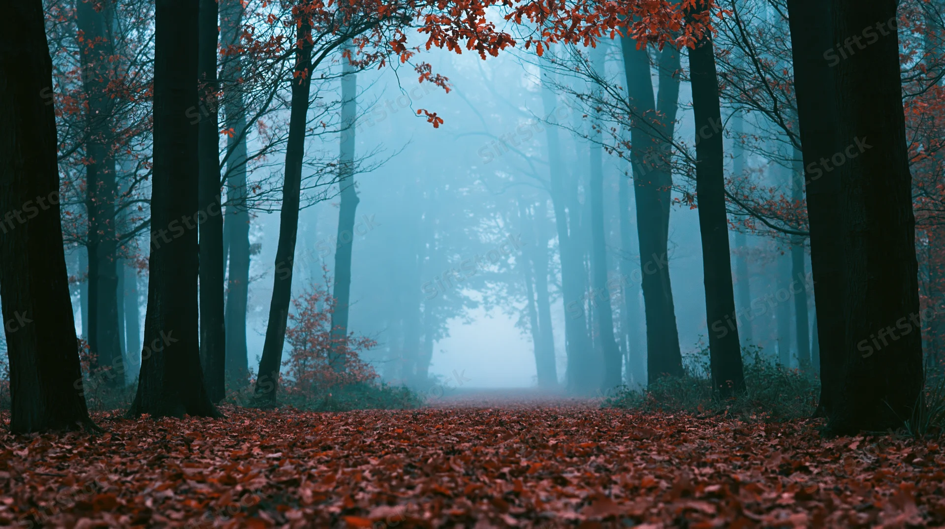 Misty autumn forest path lined with tall dark trees and red fallen leaves